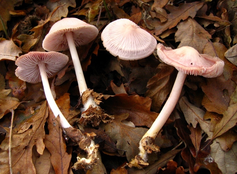 Escursione in querceto, finalmente i funghi!!!